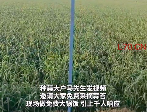 千名网友帮农户2天摘完百亩蒜苔 