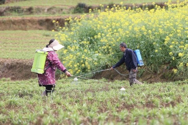 工行凯里岑巩支行：金融活水“滴灌”百合产业 百亩良田绘振兴“丰”景